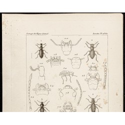 Gravure de 1844 - Coléoptères ( Tagenia, Psammeticus ...) - 2