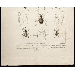 Gravure de 1844 - Coléoptères ( Tagenia, Psammeticus ...) - 3