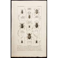 Gravure de 1844 - Coléoptères Tenebrionidae - 1