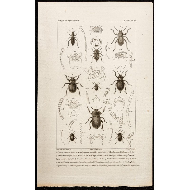 Gravure de 1844 - Coléoptères Tenebrionidae - 1