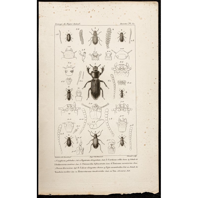 Gravure de 1844 - Tenebrionidae ( Crypticus, Opatrum, Corticus...) - 1