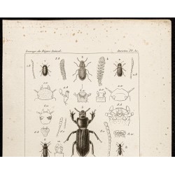 Gravure de 1844 - Tenebrionidae ( Crypticus, Opatrum, Corticus...) - 2
