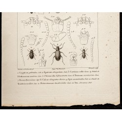 Gravure de 1844 - Tenebrionidae ( Crypticus, Opatrum, Corticus...) - 3