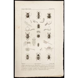 Gravure de 1844 - Coléoptères Tenebrionidae - 1