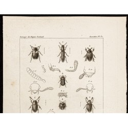 Gravure de 1844 - Coléoptères Tenebrionidae - 2