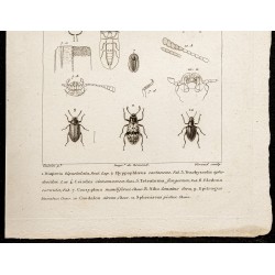 Gravure de 1844 - Coléoptères Tenebrionidae - 3