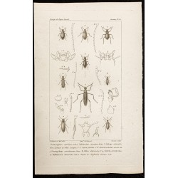 Gravure de 1844 - Coléoptères (Amarygmus, Spaerotus) - 1