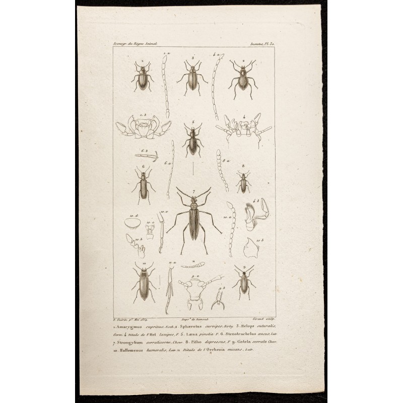 Gravure de 1844 - Coléoptères (Amarygmus, Spaerotus) - 1