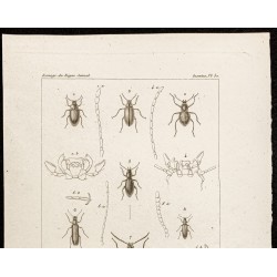 Gravure de 1844 - Coléoptères (Amarygmus, Spaerotus) - 2