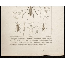 Gravure de 1844 - Coléoptères (Amarygmus, Spaerotus) - 3