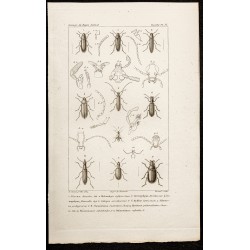 1844 - Coléoptères (Dircea,...
