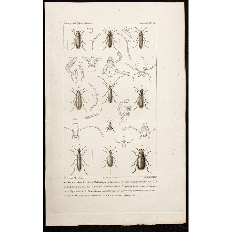 Gravure de 1844 - Coléoptères (Dircea, Serropalpus) - 1