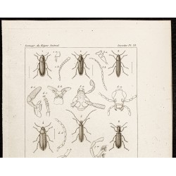 Gravure de 1844 - Coléoptères (Dircea, Serropalpus) - 2
