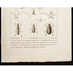 Gravure de 1844 - Coléoptères (Dircea, Serropalpus) - 3