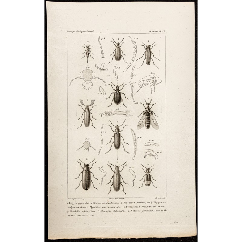 Gravure de 1844 - Coléoptères (Lagria, Statira...) - 1