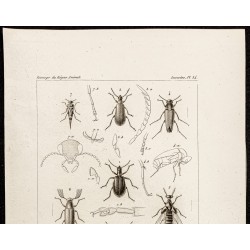 Gravure de 1844 - Coléoptères (Lagria, Statira...) - 2