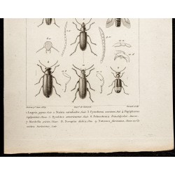 Gravure de 1844 - Coléoptères (Lagria, Statira...) - 3