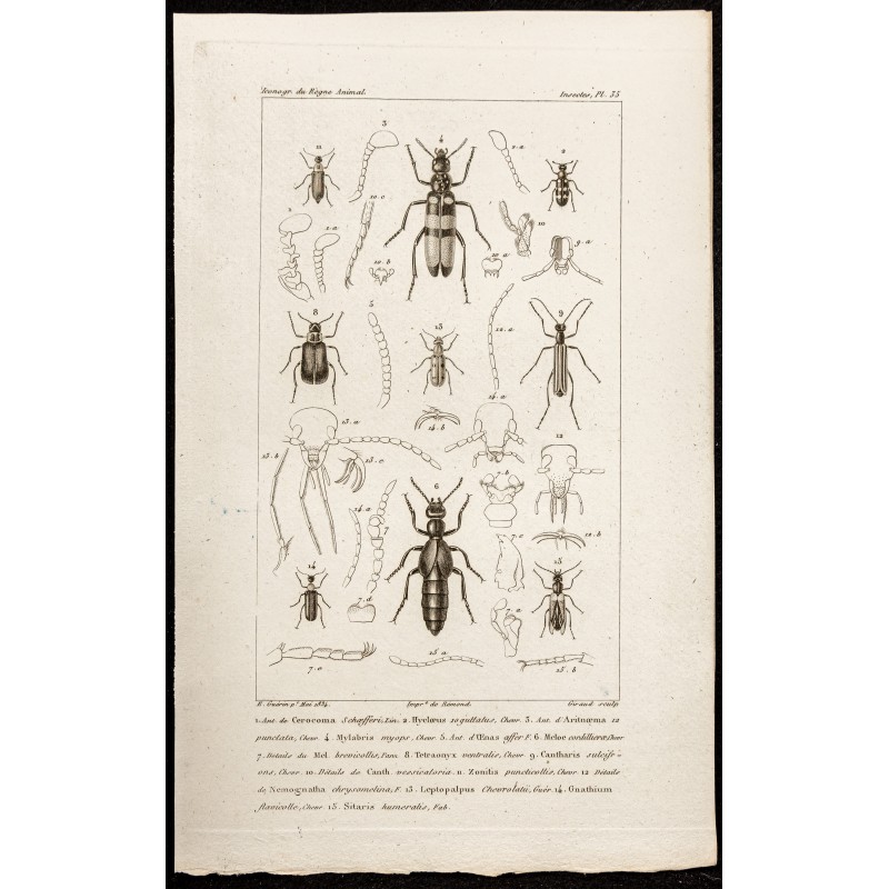 Gravure de 1844 - Coléoptères (Cerocoma, Hycloeus...) - 1