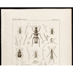 Gravure de 1844 - Coléoptères (Cerocoma, Hycloeus...) - 2