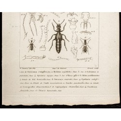 Gravure de 1844 - Coléoptères (Cerocoma, Hycloeus...) - 3