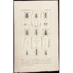 Gravure de 1844 - Coléoptères (Bruchus, Anthribus...) - 1