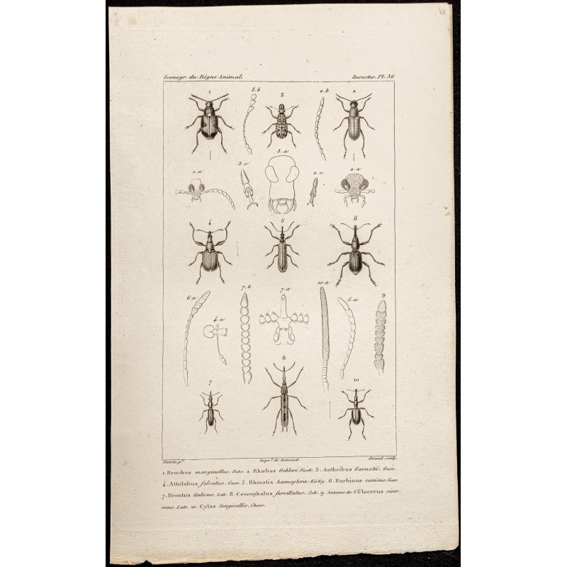 Gravure de 1844 - Coléoptères (Bruchus, Anthribus...) - 1