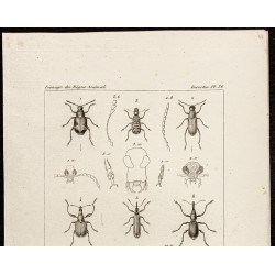 Gravure de 1844 - Coléoptères (Bruchus, Anthribus...) - 2