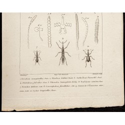 Gravure de 1844 - Coléoptères (Bruchus, Anthribus...) - 3