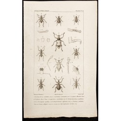 Gravure de 1844 - Coléoptères (Brachycerus, Cyclomus...) - 1