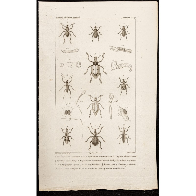 Gravure de 1844 - Coléoptères (Brachycerus, Cyclomus...) - 1