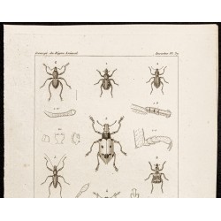 Gravure de 1844 - Coléoptères (Brachycerus, Cyclomus...) - 2