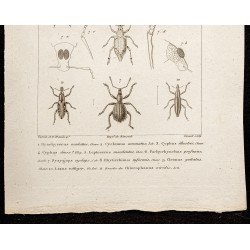 Gravure de 1844 - Coléoptères (Brachycerus, Cyclomus...) - 3