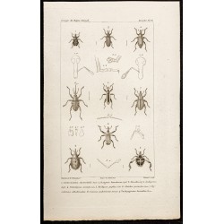 Gravure de 1844 - Coléoptères (Loemosaccus, Bagous...) - 1