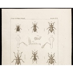 Gravure de 1844 - Coléoptères (Loemosaccus, Bagous...) - 2