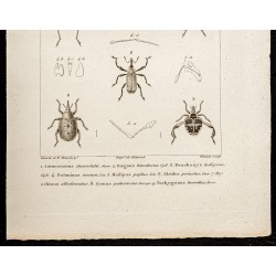 Gravure de 1844 - Coléoptères (Loemosaccus, Bagous...) - 3