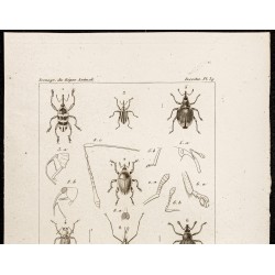 Gravure de 1844 - Coléoptères (Bagous, Camptorhynchus...) - 2