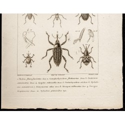 Gravure de 1844 - Coléoptères (Bagous, Camptorhynchus...) - 3
