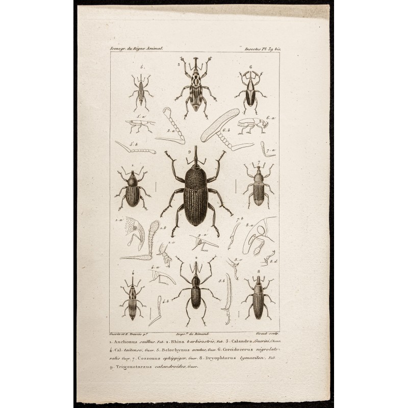 Gravure de 1844 - Coléoptères (Anchonus, Rhina...) - 1