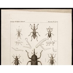 Gravure de 1844 - Coléoptères (Anchonus, Rhina...) - 2