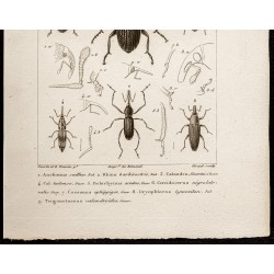 Gravure de 1844 - Coléoptères (Anchonus, Rhina...) - 3