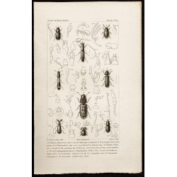 Gravure de 1844 - Coléoptères (Scolytus, Hylurgus...) - 1