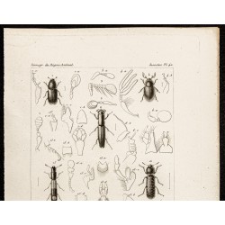 Gravure de 1844 - Coléoptères (Scolytus, Hylurgus...) - 2