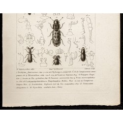 Gravure de 1844 - Coléoptères (Scolytus, Hylurgus...) - 3