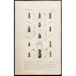 Gravure de 1844 - Coléoptères (Rhyzophagus, Monotoma...) - 1