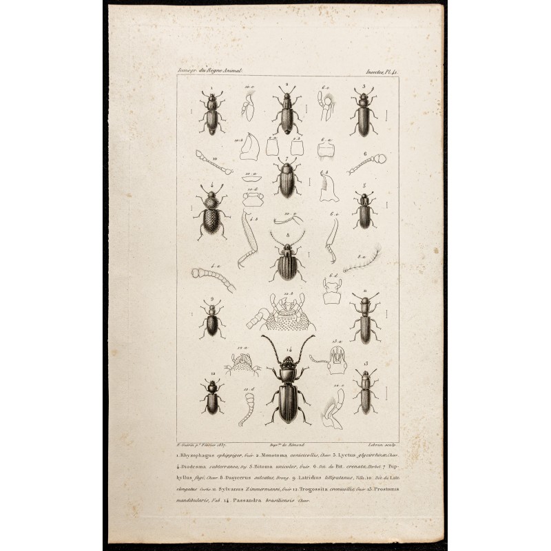 Gravure de 1844 - Coléoptères (Rhyzophagus, Monotoma...) - 1