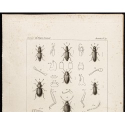 Gravure de 1844 - Coléoptères (Rhyzophagus, Monotoma...) - 2