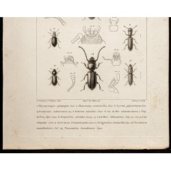 Gravure de 1844 - Coléoptères (Rhyzophagus, Monotoma...) - 3