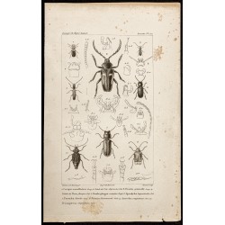 Gravure de 1844 - Coléoptères (Cucujus, Brontes...) - 1