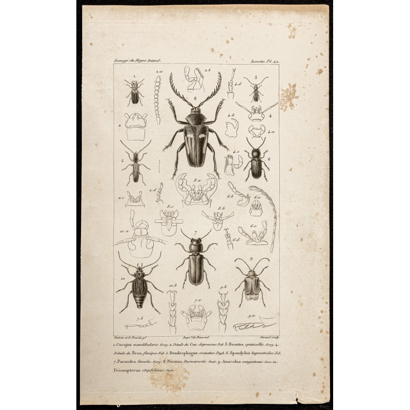 Gravure de 1844 - Coléoptères (Cucujus, Brontes...) - 1
