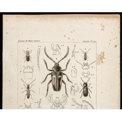 Gravure de 1844 - Coléoptères (Cucujus, Brontes...) - 2